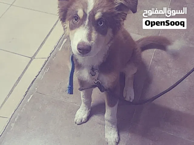 جرو الاسكا مالموت للبيع