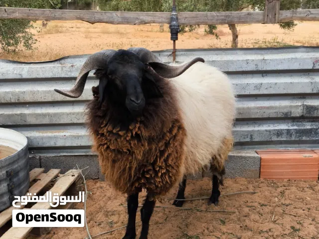 كبش سداس..