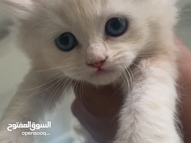 قطط هملايا