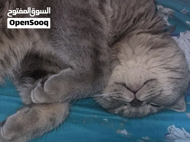 للتبني ذكر