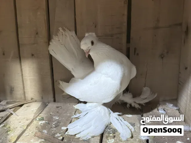 كوبية لاسكا