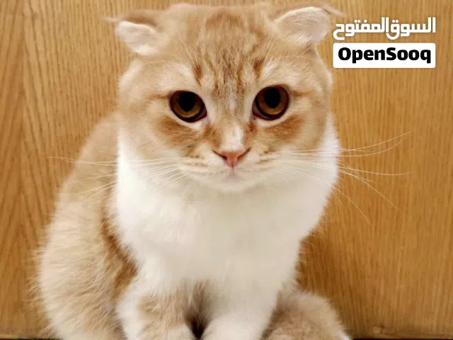قطط هجين سكوتش فولد