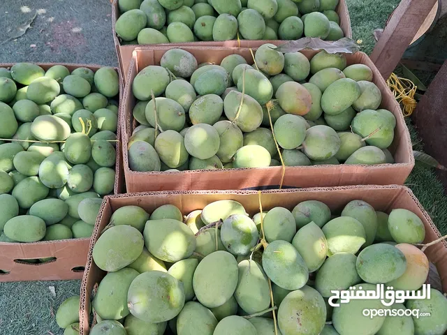 السلام عليكم حدال أمبا أخضر حامض رقم واحد للأتشار