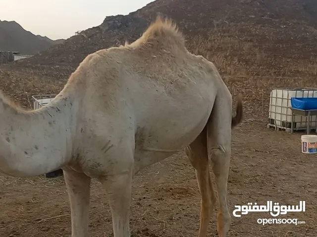 قعود عماني مطعوم ود ثلاث سنوات سمين الصور م معطنته حقه