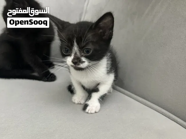 قطتين انثى واحد ذكر مكس شورت هير وقط شارع
