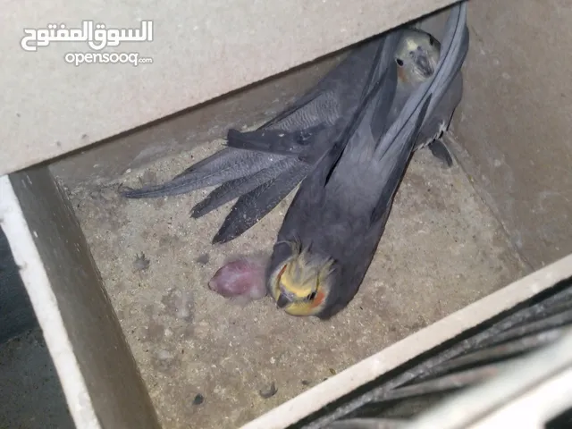 جوز كوكتيل بالصلاة على النبي صحه ونظافة معهن فرخ لون سكني أنتجت منهن وروضة فراخهن البيع لعدم التفرغ.