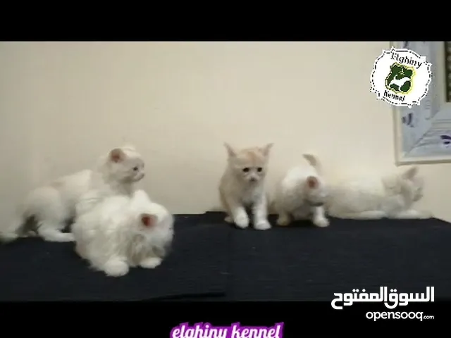 قطط للبيع في الإسكندرية : قطط صغيرة : قطط شيرازي : فرعوني : مع صور