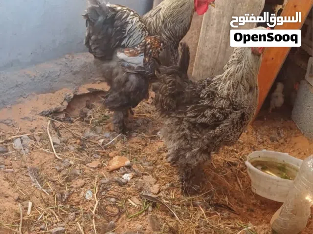 دجاج براهما درجة أولى