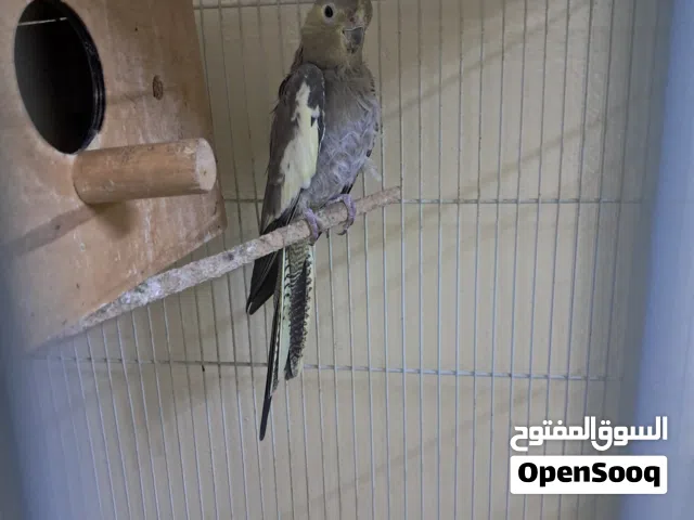 cockaitiel pair