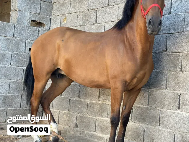 فرس حارز 5شهور من وجيه احصان العبرود عفط الجنس بنت جميل الزاويه 75%