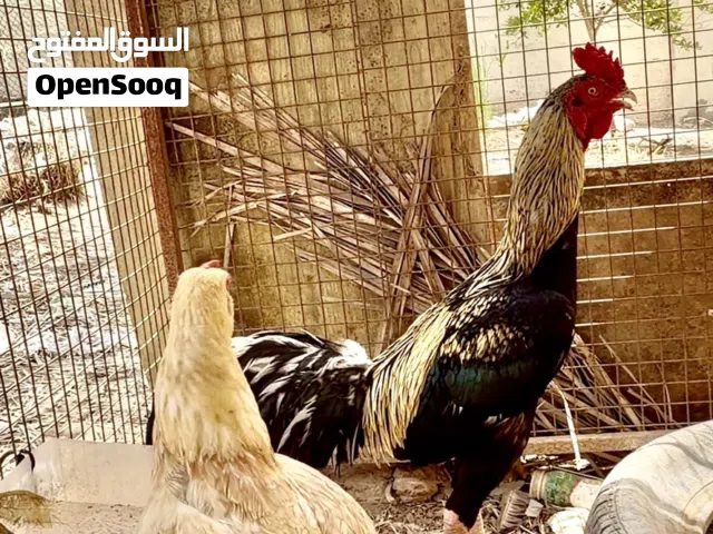 طيور للبيع