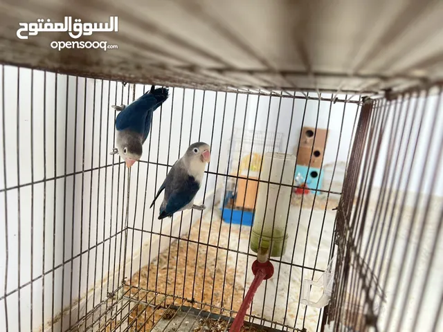 كوبيه فيشر حرق