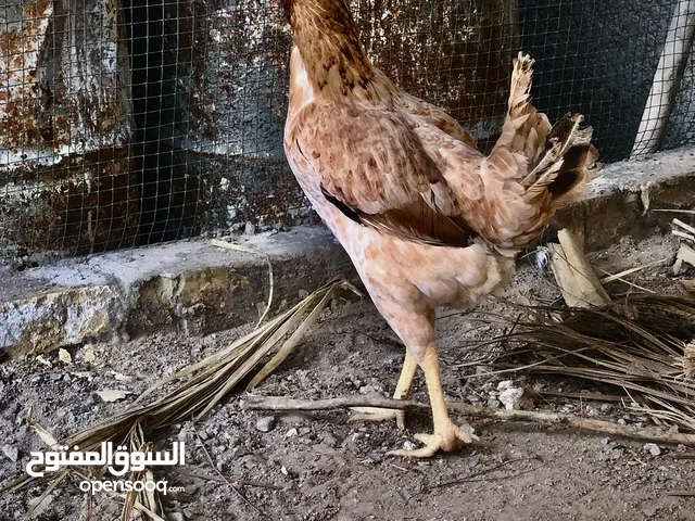 دجاج عرب بياضه