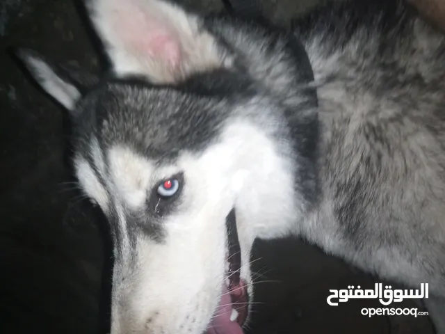 كلب هاسكي عين و عين للبيع