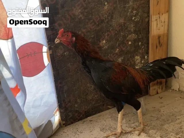 ديك يصلح حل ضرابه أو انتاج