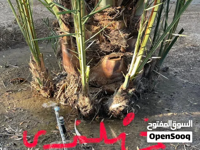 للبيع فسيلة نخلة خنيزي Khenezi Palm Offshoot for Sale