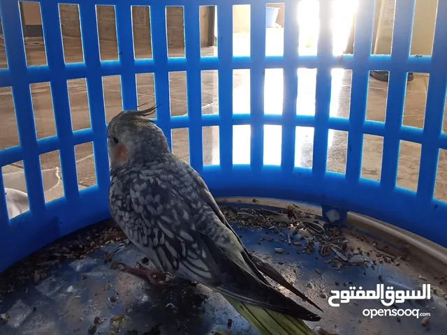 ببغاء كوكتيل للبيع الله يبارك