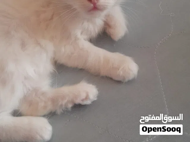 قط ذكر شيرازي العمر شهرين  30 ريال