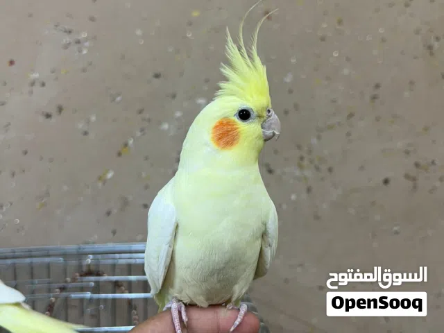 جوز كوكتيل لاتينو عين حمرا (اليفات) سعر مغري مع قفص كبير وجديد السعر قابل للتفاوض
