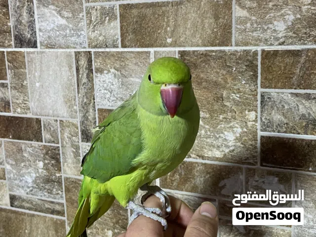 ذكر دره للبيع مع كامل اغراضه