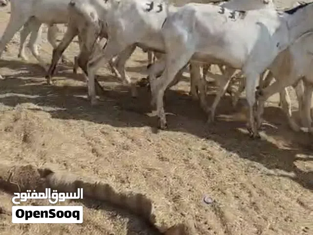اغنام صوماليه للبيع