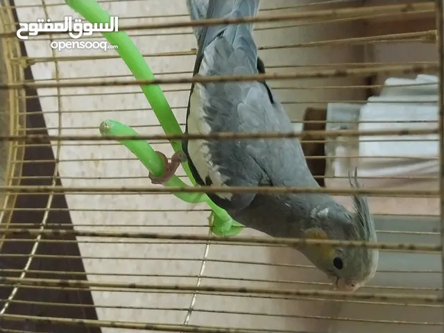 عصفور كوكتيل حبشي