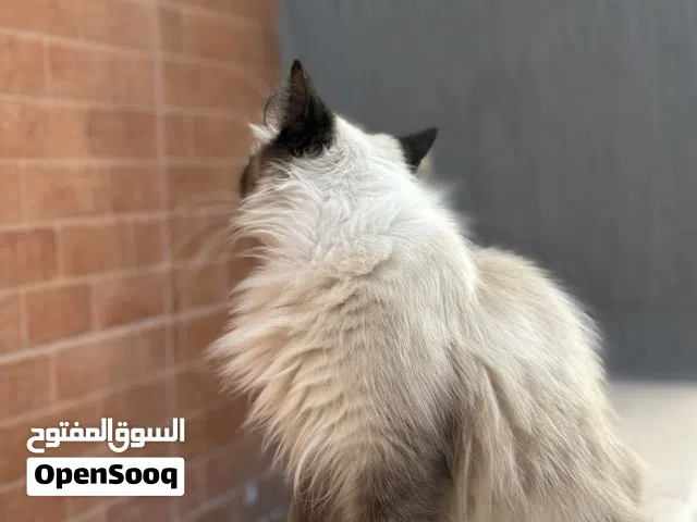 قطه همالايا ربي يبارك لاقوه اله بالله