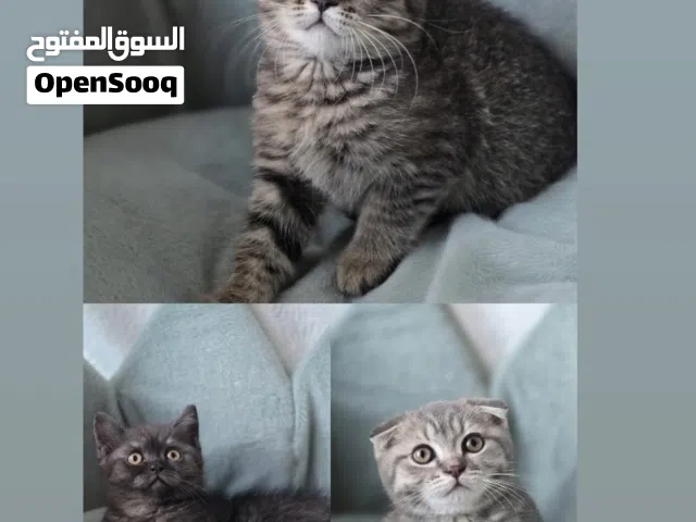 بريتش شورت هير British shorthair و سكوتش فولد