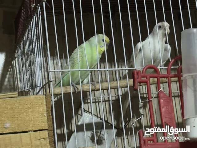 عصافير استرالي للبيع