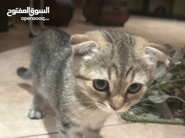 قط ذكر سكوتش فولد للبيع بعد الخصم 500 ريال استلام فوري