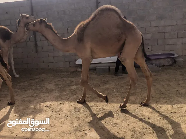 اتنين قعدان سودانيات ربي يبارك عز موس