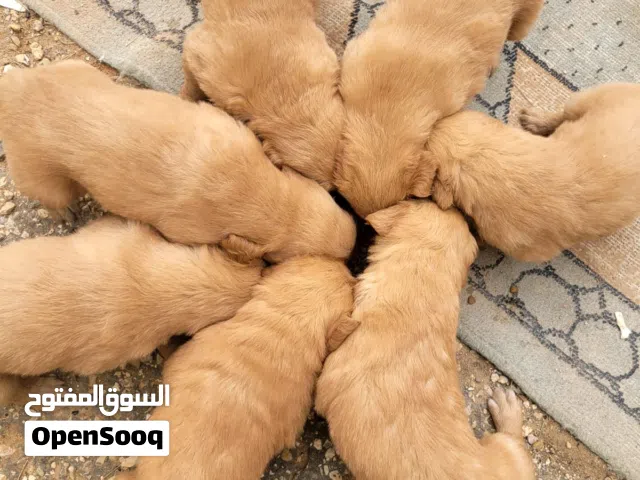 جراء جولدن ريتريفر