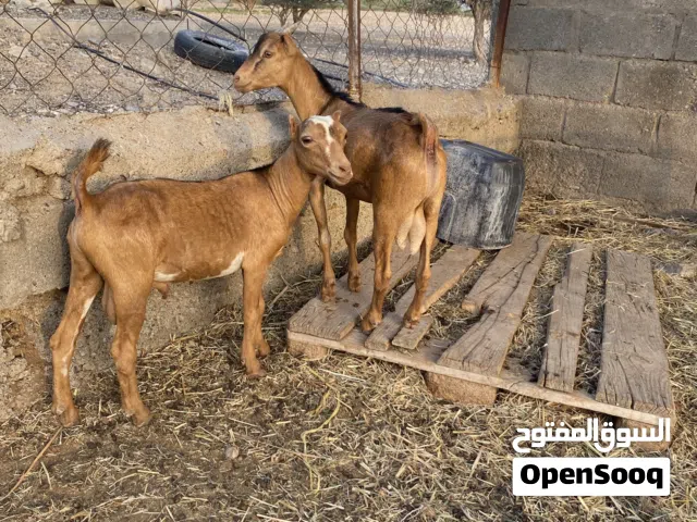 للبيع سخلان صلاليات