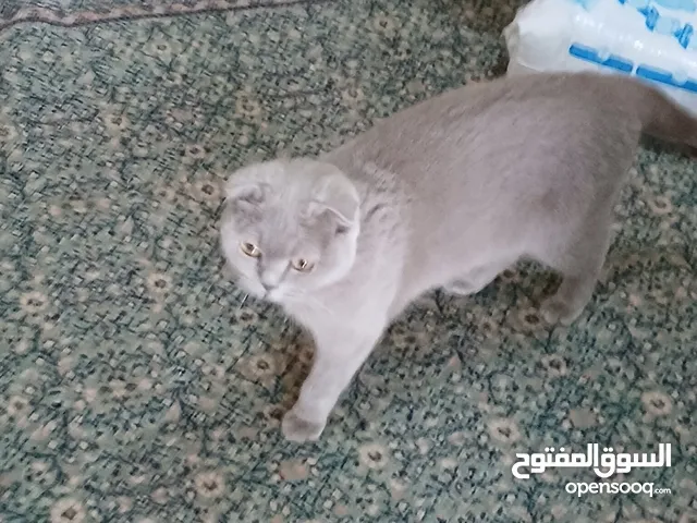 للبيع نيثه وذكر مع كامل أغراضه والنثيه حامل