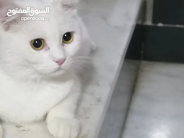 قط شيرازي للبيع