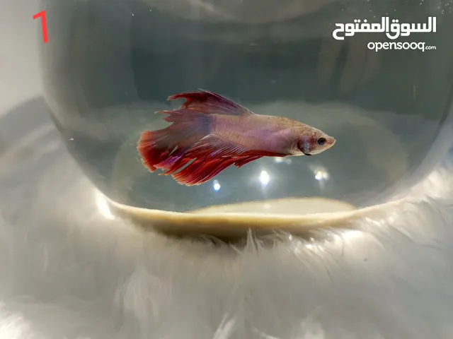 سمك فايتر اشكال حلوه