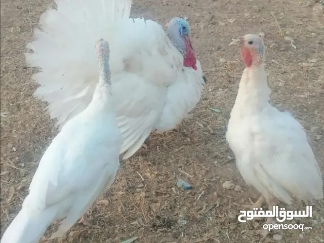 مطلوب. ثنيه غنم