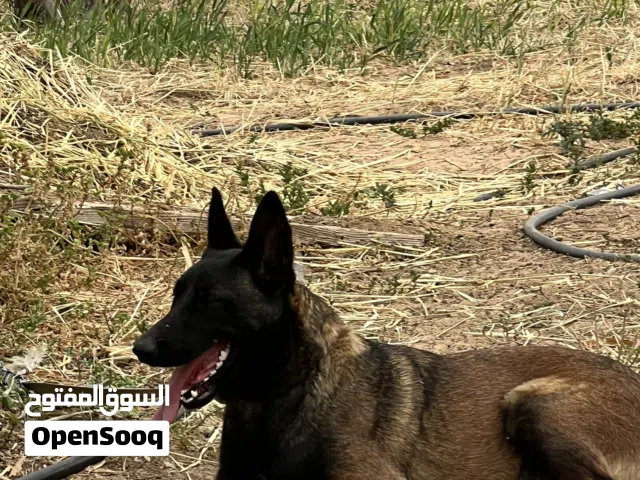 السلام عليكم  كلبه مالينوا بيور حاجه صح عمرها سنه واربعه شهور كيف طالعه من تجرايا كلبه ربي يبارك