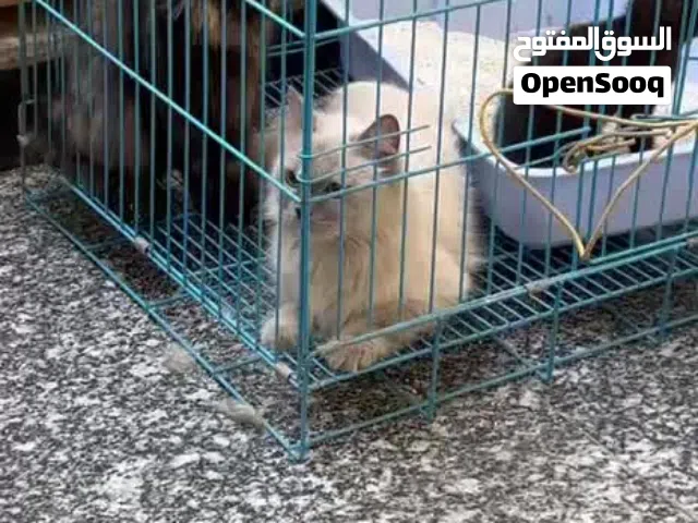 قطط للبيع عدد 6