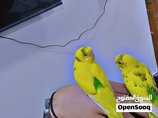 طيور حب اليفات زوج حلوات كلش مال بيت
