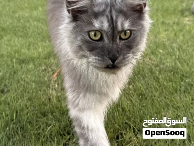 Maine Coon