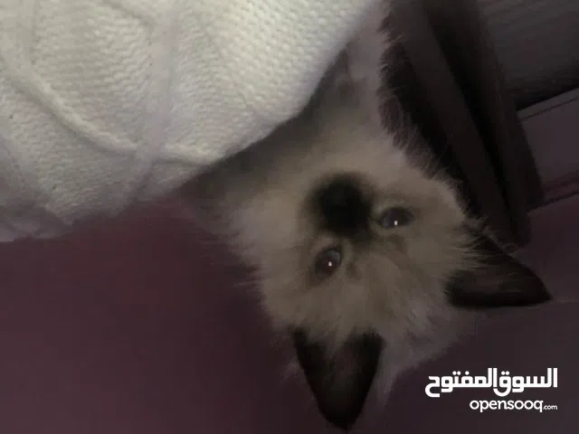 siamese Himalayan 2 months old