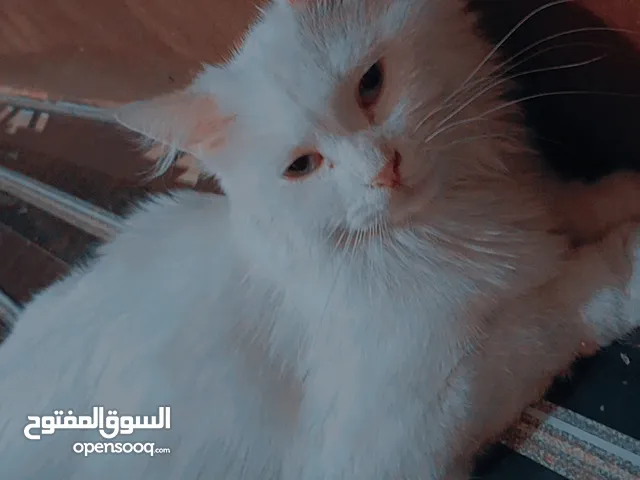 بزونة شيرازية نثية لتمني