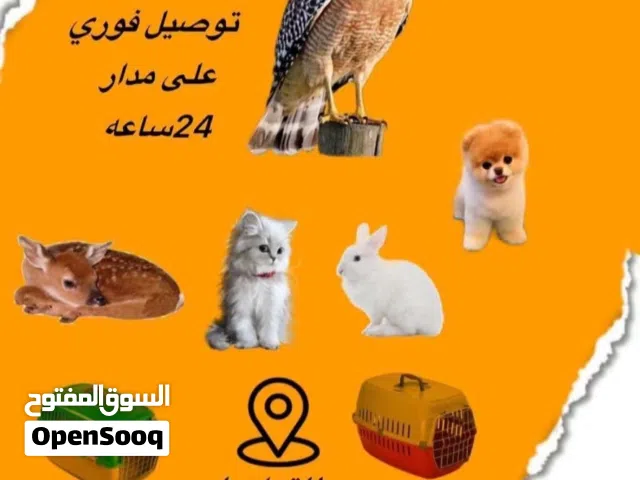 مندوب توصيل فوري