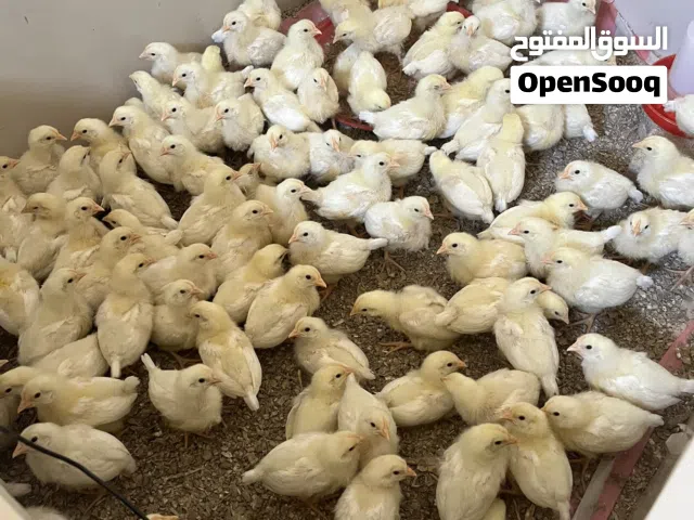 صيصان اللوهمان الاماني وصول يوم الجمعه تاريخ 13 ( طلب كميات )فقط محصن تحينين من الشركه