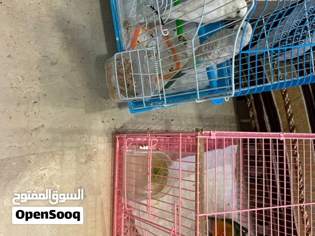 طير بذوار و عصفور بادجي 2 و واحد بغبغا فيشر