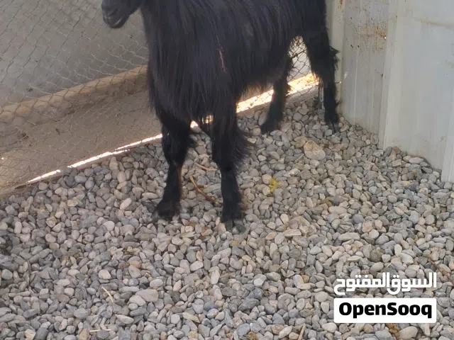 للبيع سخله والده مره واحده فقط