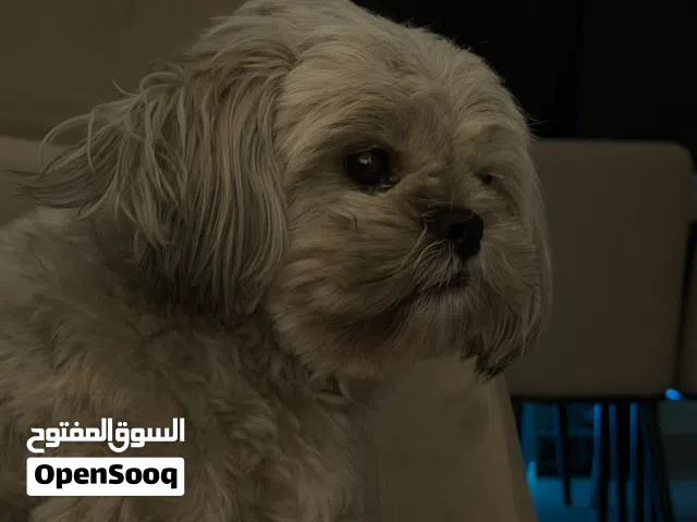 العمر سنتين / ثنيه للتبني متطعمه مع جوازها و دفتر التطعيم