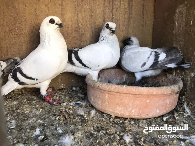 حمام للبدل عجاج
