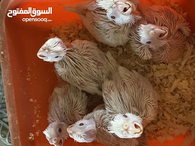 بسم الله ما شاء الله